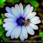 Dead Bee on a Flower. www.GreatPhotoTutorials