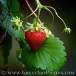 Strawberry. www.GreatPhotoTutorials