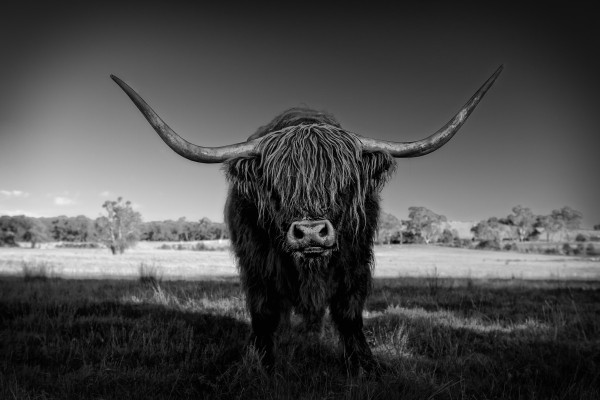 www.GreatArtPhotos.com Screensaver Scottish Highland